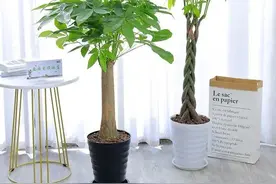 发财树最爱的3种“水”，1个月用2次，叶片油绿不发黄图片