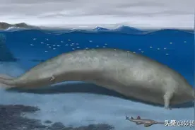 发现史上最大动物！比百吨重的蓝鲸还大！为何最重动物都在海里？图片