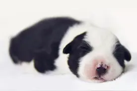 新手养边牧需要注意什么？记住这7点轻松上手，最后1点是关键！图片