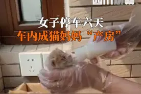 山东济南：女子停车6天长出一窝奶猫 汽车竟变成了“产房”图片