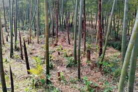 这里有笋，但千万不能挖！蔡甸区嵩阳林场开展“护笋”专项行动图片