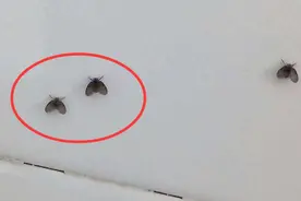 夏天到了，只要一壶开水，就能让卫生间小飞虫轻松团灭，涨知识了图片