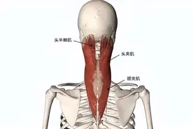 引发颈椎病的十块肌肉及松解手法指导图片