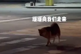 万物有灵！广东一狗子紧跟过路夫妻，用笑容治愈2人，回家产7只狗图片