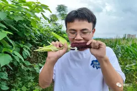 黑玉米？小编没吃过，有点不高兴！图片