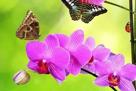 补发2022年6个月的绩效工资？义务教育教师绩效工资还有补发的？图片