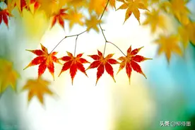 秋天，拍一组漂亮的照片，心情大好，色彩斑斓图片