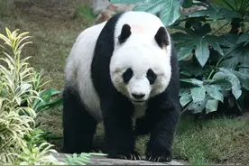 为什么野生大熊猫只在中国生存，它们可能迁徙到别的国家吗？图片