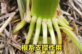 种菜为什么总说“养根、护叶”，道理原来是这个，看来是我小瞧了图片