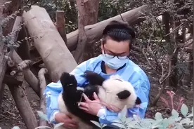 残疾大熊猫宝宝“福菀”被泼水惹众怒图片