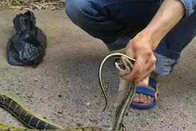 菜花蛇明明没有毒性，为何却能被称作百蛇之王？图片