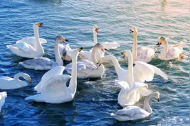 冬日限定童话！国内这6个天鹅湖绝对是冬天值得一去的仙境，收藏图片