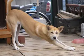 狗狗忍痛的表现，快注意，关键时刻“救狗一命”！图片