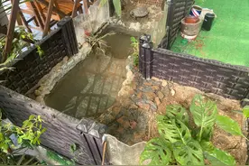 这样做生态龟池，也挺好，也分享一下，顺便解答网友的疑问图片