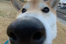 狗子头像舔狗菜狗和疯狗图片