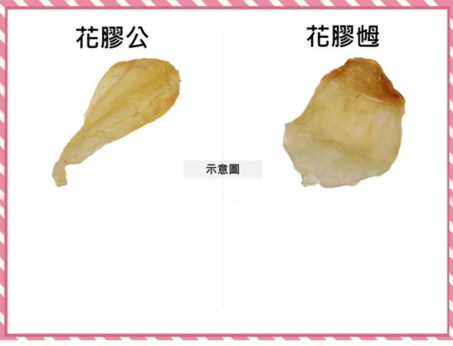 花胶鸡的花胶 2026年花胶鸡的花胶是什么东西