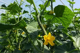 用食醋喷黄瓜的方法，不仅防虫病害，还能提高产量，实用成本低图片