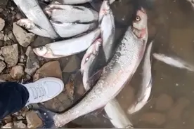 山东一男子网上晒渔获，翘嘴鱼摆了一地，老板：收500块都亏图片