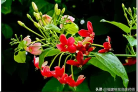 11味驱虫中药的性味与功效图片