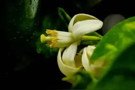 在艰难时，磨练心性图片