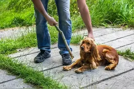 狗在“挨打”时，为何不敢反抗？知道真相的我眼泪掉下来！图片