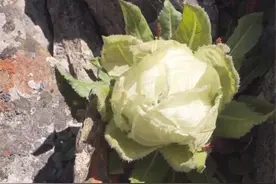传说中的天山雪莲，确定这不是卷心菜吗？图片