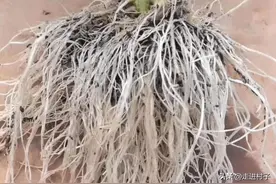 生根粉配制生根水，注意加入这些可以“搬运”的材料，5天生根图片