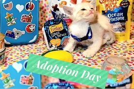 萌化！美国壮汉被13只流浪小奶猫伏击碰瓷，后续太暖心……图片