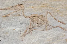 德国发现最古老的翼手龙化石图片