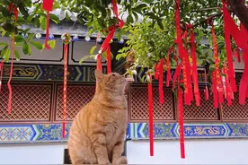 老祖宗常说，有“猫缘”的人福报都很大，很多人却不信!图片