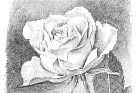 零基础也能画素描，教你画一幅玫瑰花图片
