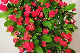 虎刺梅的养护技巧，记住3点，天天开花全年无休，花多色艳很耐旱图片