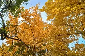 立冬前后，这6种海虾大量上市，最便宜的只需15元一斤，别错过图片