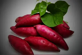 红薯的前世今生图片