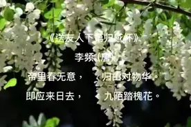 可食可药的美丽鲜花之——槐花图片