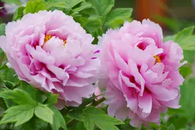 牡丹栽培竟然这么简单？天天学农教你轻松种出花中之王图片