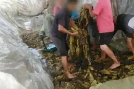 老坛酸菜——到底是酸菜味，还是脚皮味？图片