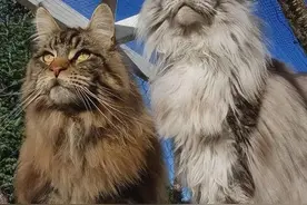 缅因猫有多好？不养不知道，让你捡到宝图片