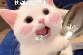 表情包:猫猫能有什么坏心眼~图片