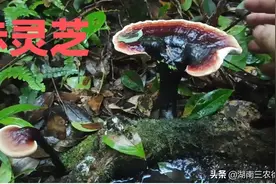 湖南发现了三种灵芝长在同一老桩上，真是太稀奇了图片