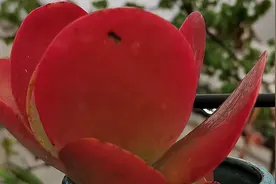 3款牛哄哄的多肉，都和唐印有关，度夏一点也不难，上色是真好看图片