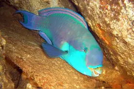 鱼会睡觉吗？鱼处于低能耗状态时，均可以认为它在睡觉图片