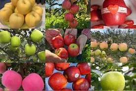 盘点当下最火苹果新品种的优缺点图片