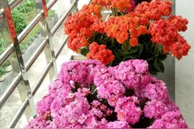 长寿花还没开花？这个位置掐几下，花苞嗖嗖挤爆盆图片