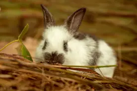 兔子的口炎会有什么症状图片