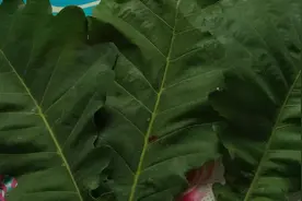 鞍山特色——桲椤叶饼图片