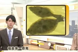 东京电力在核污水里养比目鱼，还计划养鲍鱼？图片