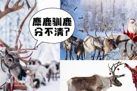 科普一下给圣诞老人拉车的12只鹿原来都有自己的名字图片