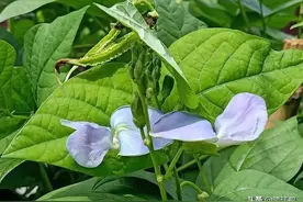 神 奇豆角地上结荚地下结薯长有4棱角，浑身是宝，高效种植亩入3万图片