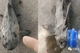 越南一条清道夫鱼被晒干瘪，鱼鳍易被折断，可遇到水立即大口呼吸图片